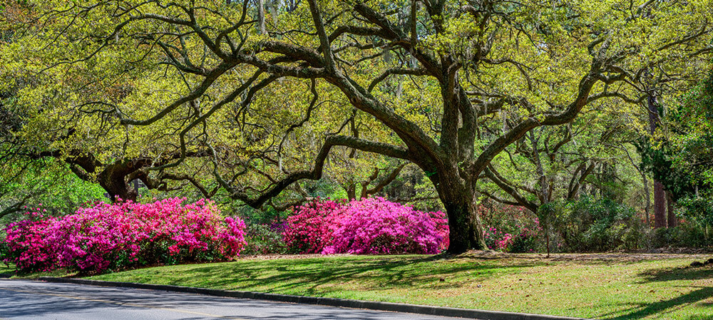 blooming flowers in Goose Creek SC