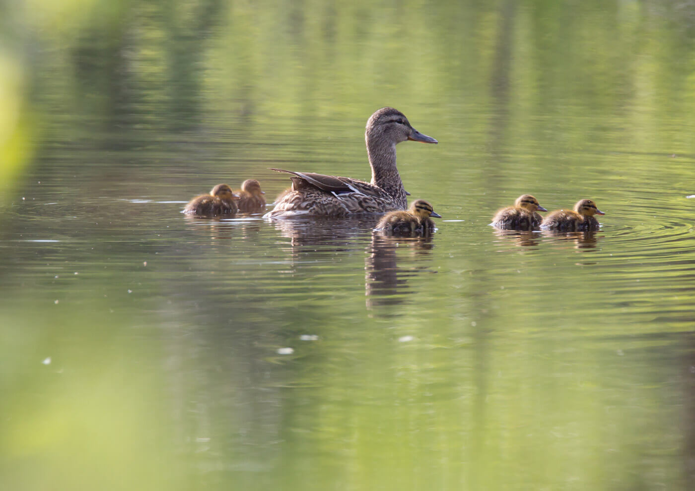 ducks on the pond