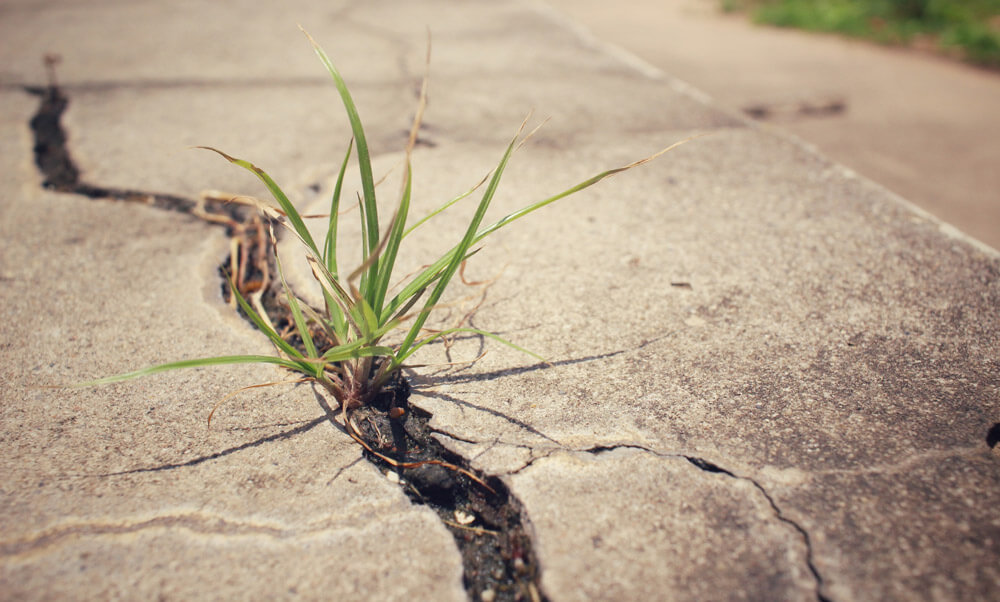 Cracked Driveway