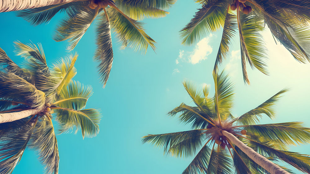 Palm Trees and blue sky