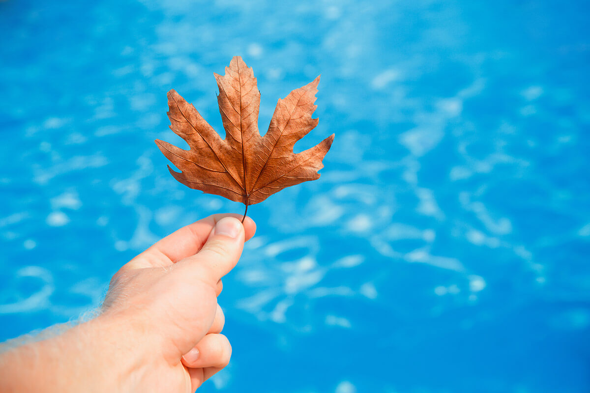 autumn leaf with a pool in the background